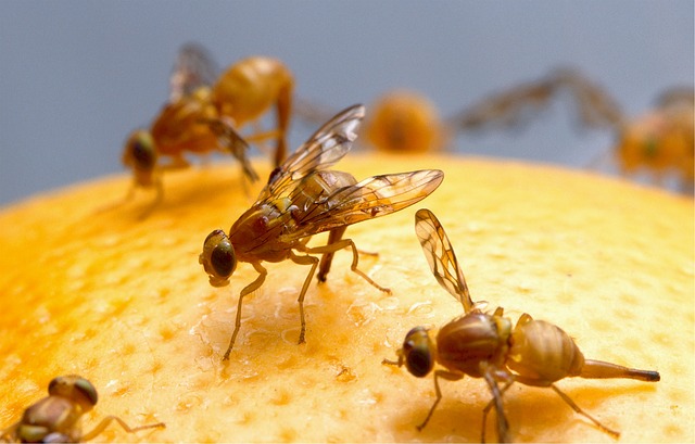 fruit flies problem